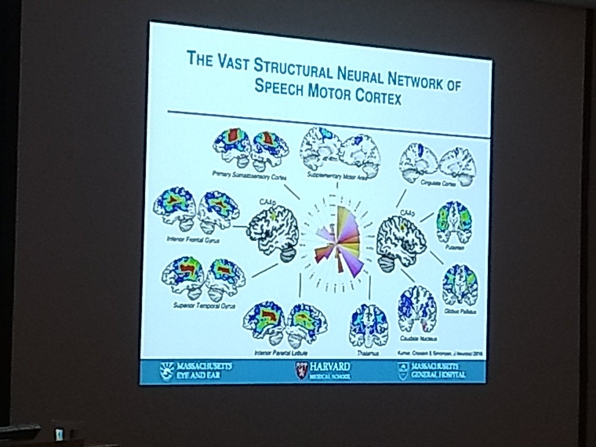 Hasinirw's tweet photo. Simonyan: A specialized network of densely connected sensorimotor regions, was found to form a common processing core for voice production. More information about Prof. Simonyan's talk @ link : https://t.co/sF6tW25CGe #2019BSMCS https://t.co/BXhmHeAdmj
