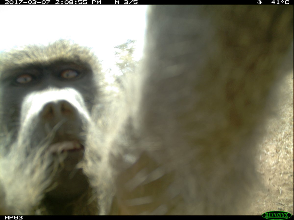 Wildlife Insights tweet media