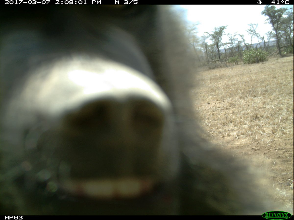 Wildlife Insights tweet media