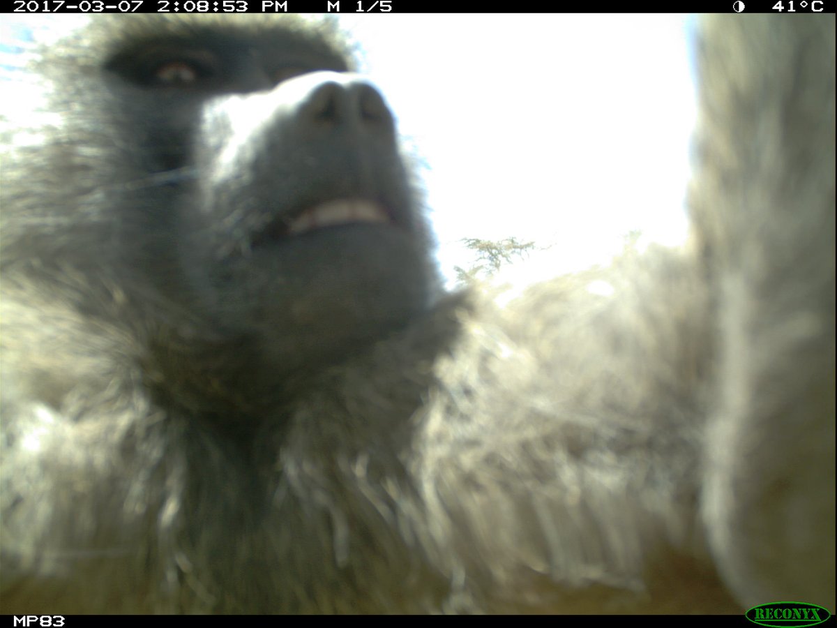 Wildlife Insights tweet media
