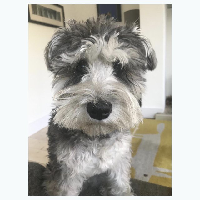 talentatelier's tweet photo. It’s ‘Bring Your Dog to Work Day’ today but here at TA it’s more like, ‘Bring Your Dog to Work Everyday’. Stella is our official team mascot and brings the good vibes every week, all week.🐶#BringYourDogToWorkDay #CreativeAchievers https://t.co/S7itCQPDgs