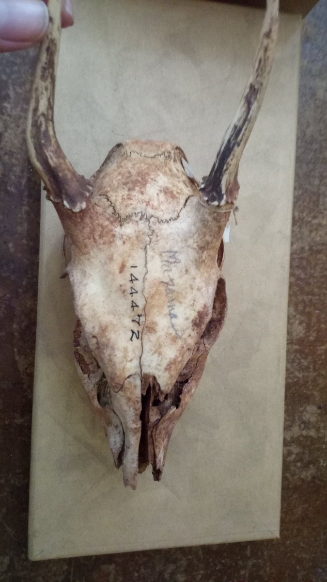 mafemapo24's tweet photo. Yellow tags to follow the Panamanian deer! #MolecuLab @iphes @urv @stri_panama https://t.co/nNeRToHpY5