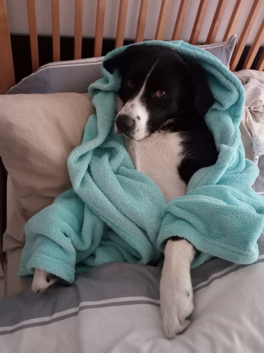 workshopmakes's tweet image. I work from home a lot so being #TakeYourDogToWorkDay Eleven decided to have the day off &amp;amp; stay in bed. Can&apos;t blame her!