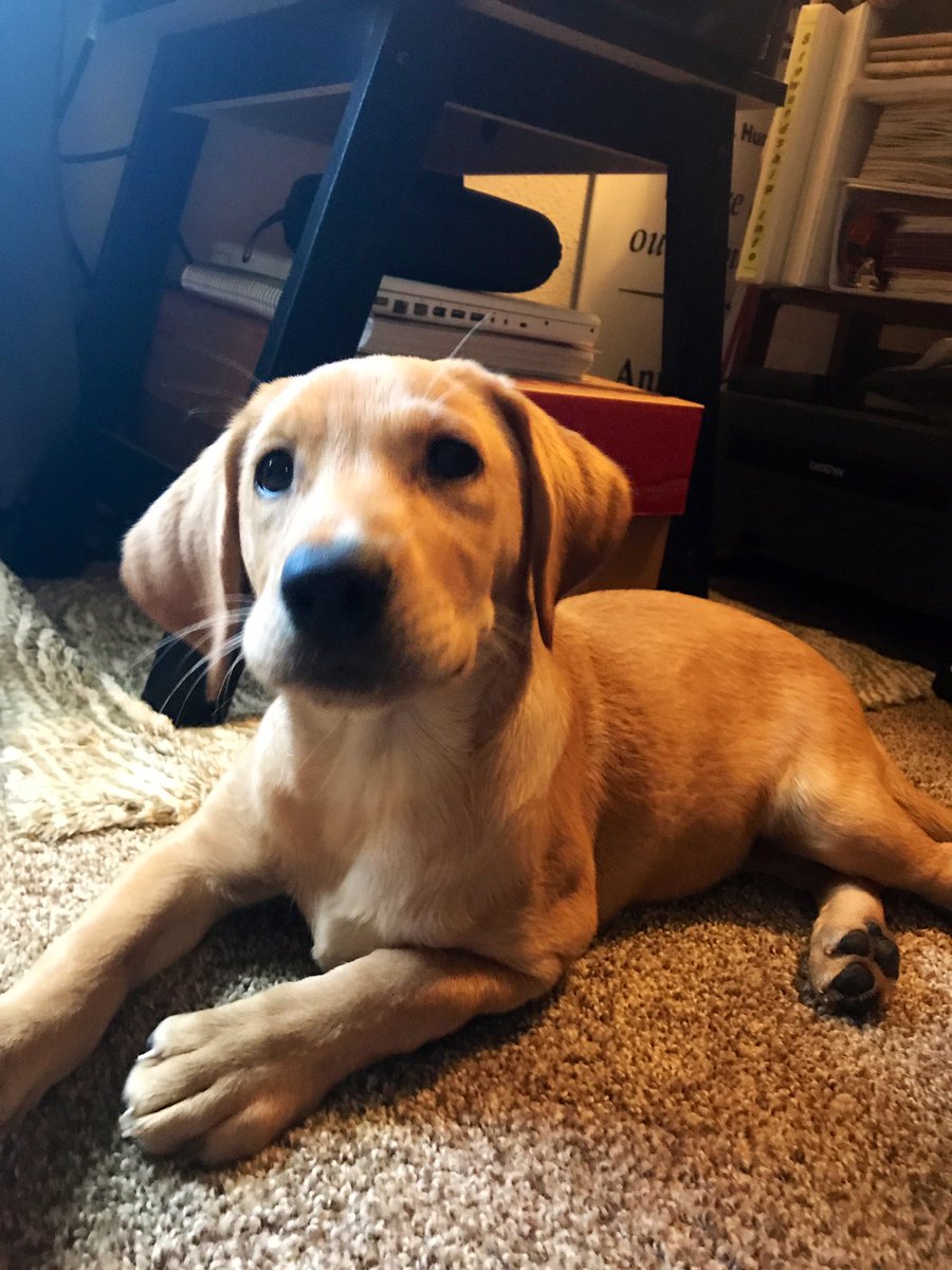 “I was definitely NOT just chewing on your printer cord....” - Otter