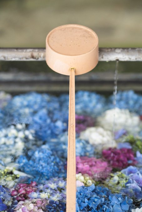 超絕夢幻和風 福岡春日神社 手水舎的紫陽花 日本集合 Line Today