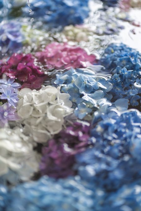 超絕夢幻和風 福岡春日神社 手水舎的紫陽花 日本集合 Line Today