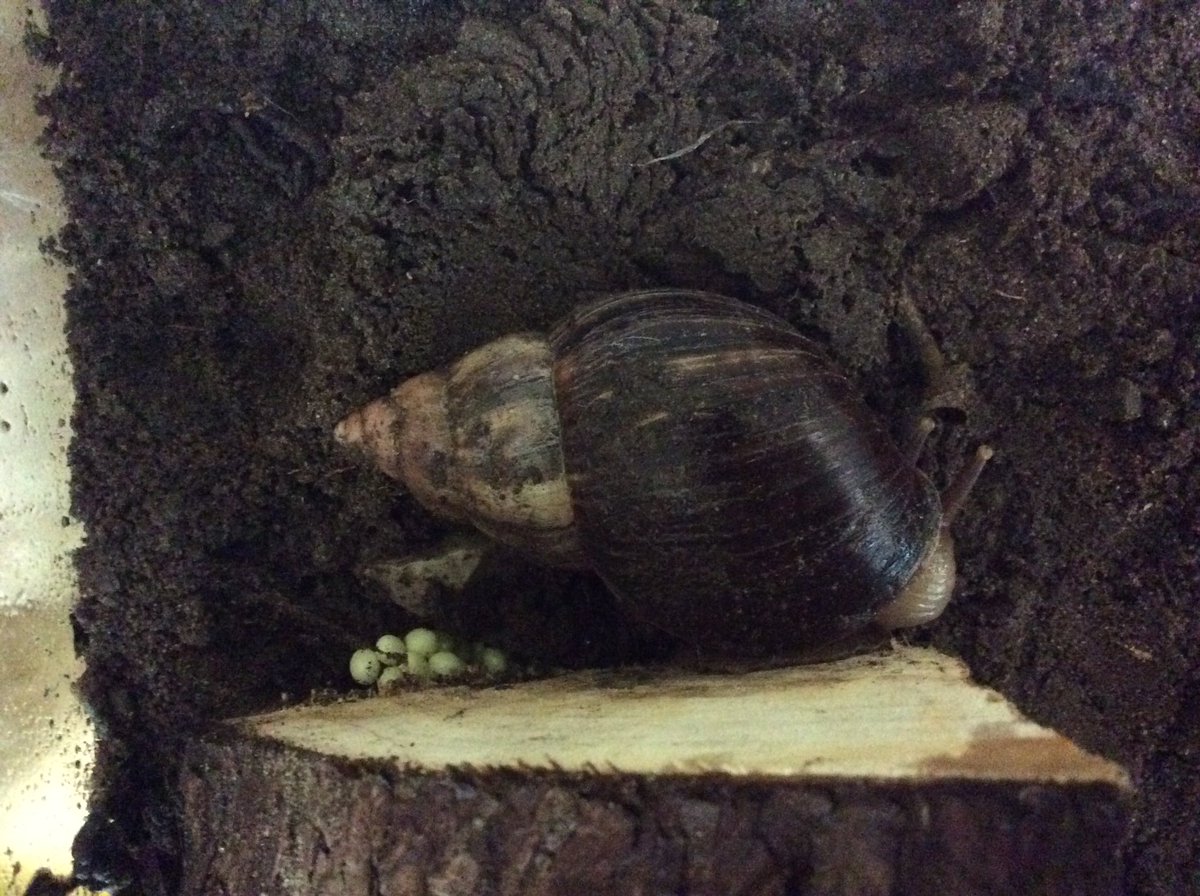 CloverfieldsN's tweet photo. Wow moment! Sibal our Giant African Land Snail has laid eggs. Although they don’t often self-fertilise, it is not unheard of, so we are excited to share the news. #GiantAfaricanLandSnail #eggs #classpet #earlyyears 🐌 https://t.co/e3pUulPiy7