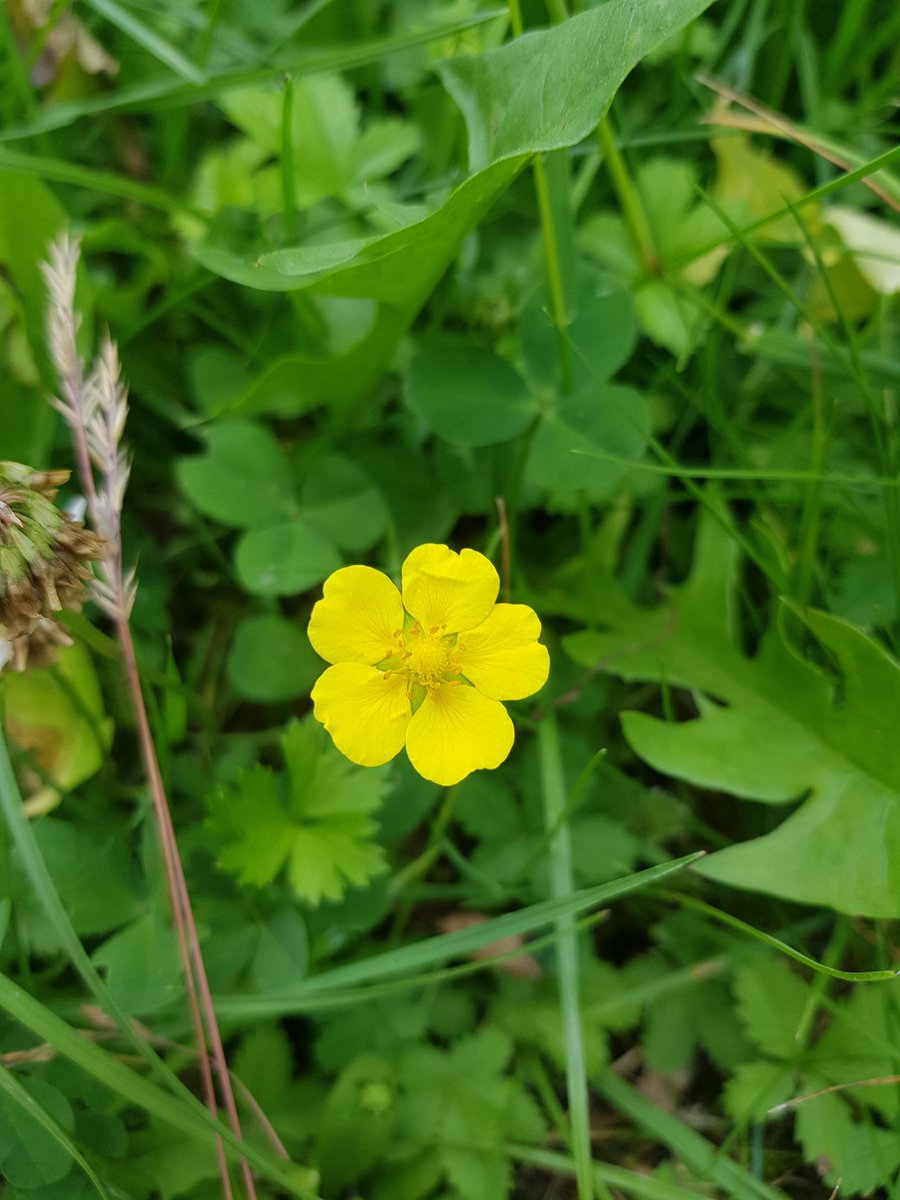 Runde 2 zum Angeben mit eurem neu erlangten Wissen: 
Der heutige Kandidat lautet: Geum urbanum ( Echter Nelkenwurz ) 
-Sein Rhizom ( Sprossachse ) enthält Nelkenöl und kann als Ersatz für Gewürznelken verwendet werden 
-Seine Blätterextrakte sind entzündungshemmend im Mundraum