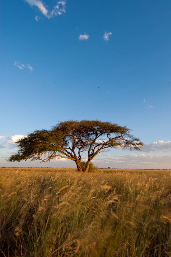 This grant supports Africa-led research that contributes meaningfully to the advancement of environmental and allied sciences – specifically to identify and address real-world African issues.