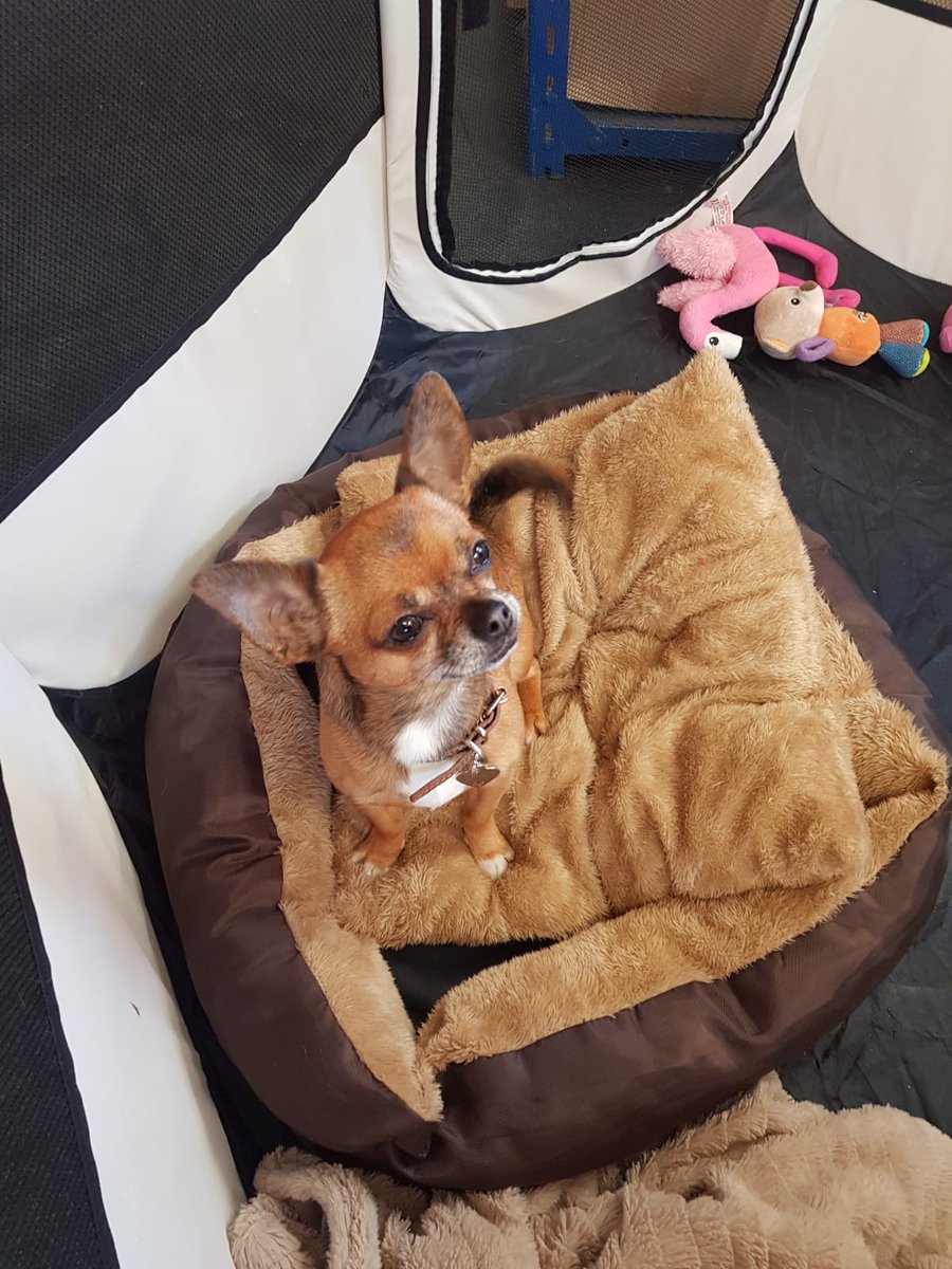 Dural_UK's tweet photo. Happy Friday everyone! We're celebrating #BringYourDogToWork day and we've got a #FridayFuddle. Could it get any better ๐ #Friyay #FunFriday #FridayFeeling https://t.co/6Hwt6vwq38