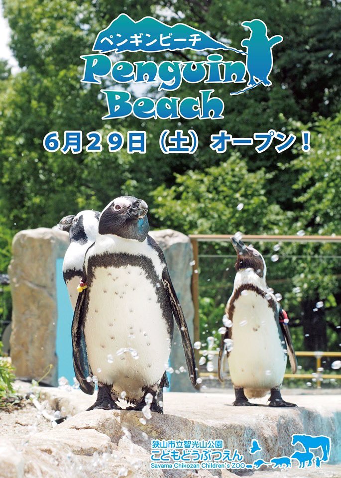 智光山公園こども動物園 公式 Twitter પર ペンギンビーチ が６月２９日 土 １１時にオープン致します オープンにあわせて 式典を開催します 式典では 狭山市長 公財 埼玉県公園緑地協会理事長ほか関係者の出席のもと テープカットのセレモニーを行い