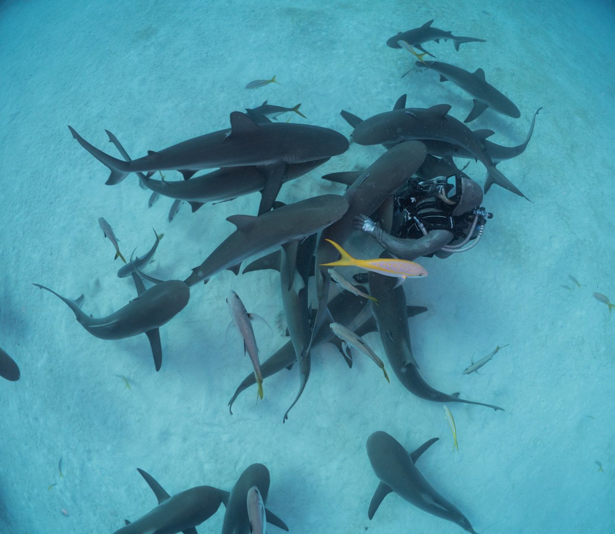 Cristina Zenato tweet media