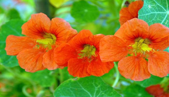 希望の花言葉 En Twitter ナスタチウム 花言葉は 困難に打ち勝つ この花言葉は丸い葉っぱを盾 赤い花を血に染まる鎧に見立て 困難に立ち向かう姿を表しているそうです