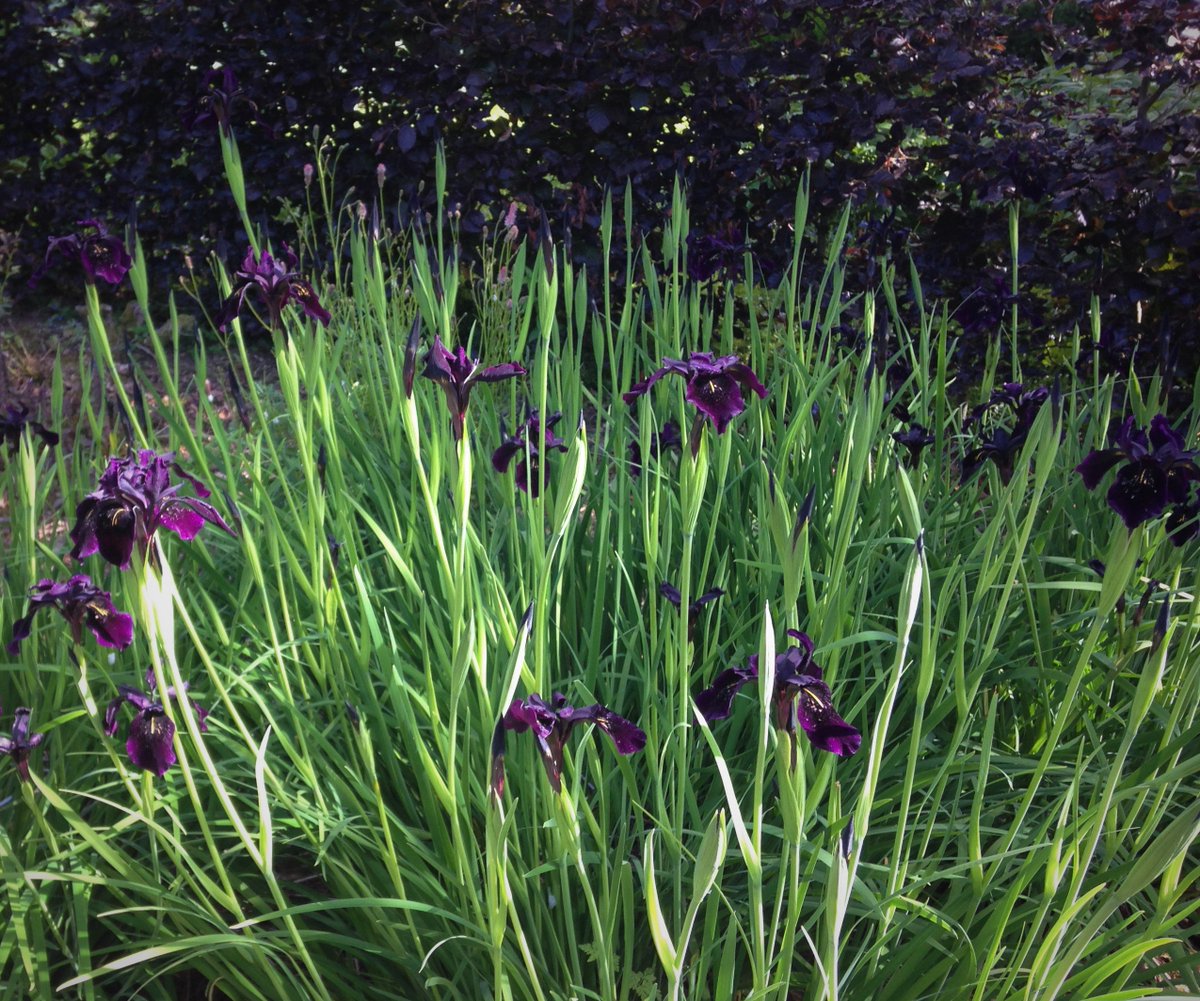 You would be hard pushed not to stop and stare in wonder at the swathe of stunning black flowered Iris chrysographes <a href="/CaeHirGardens/">Cae Hir Gardens</a> right now - truly spectacular, and a real talking point among visitors this week. #blackbeauty #SummerSolstice #realmidwales #gardening #gardens