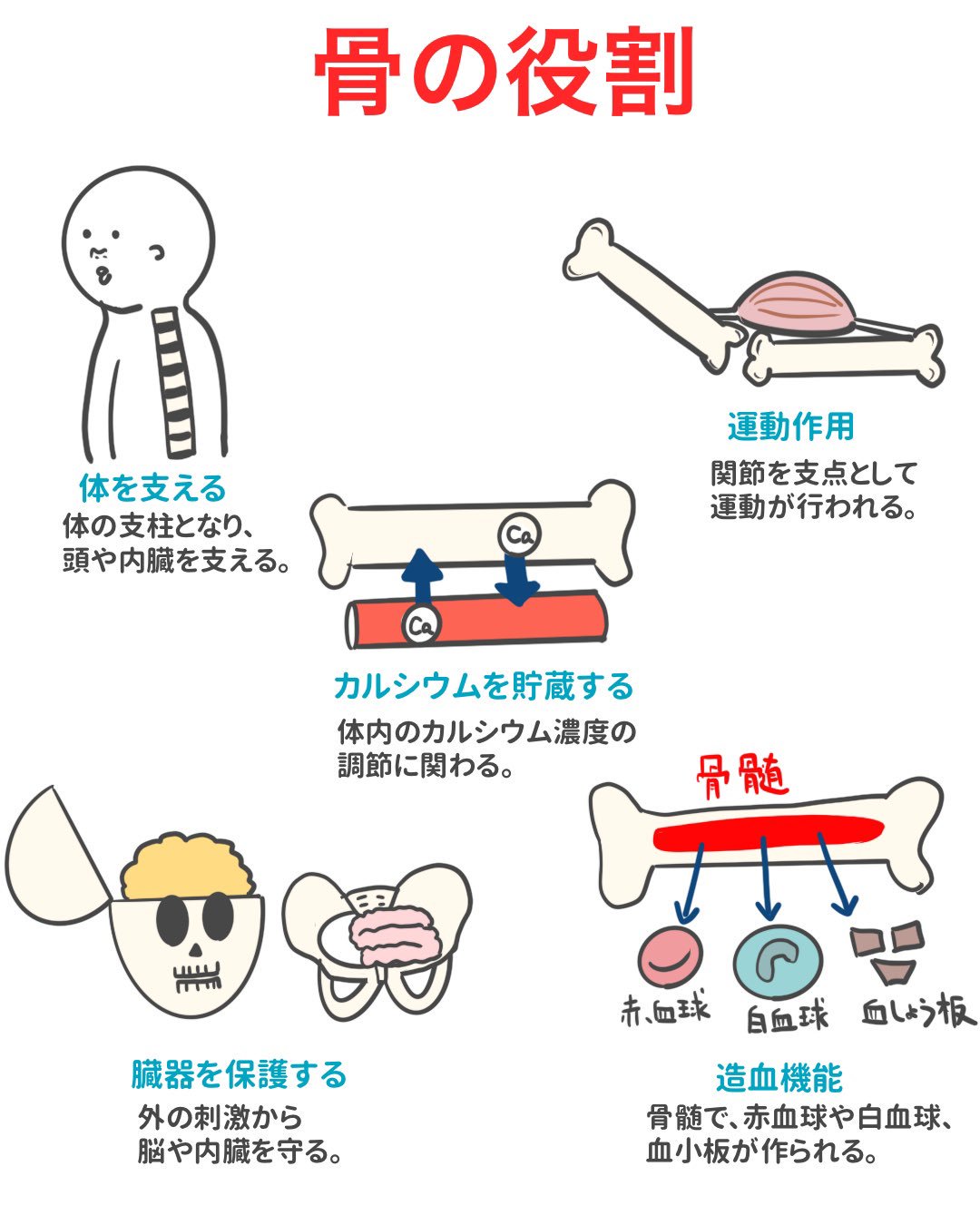 ゴロ 解剖生理イラスト パッと見で分かる 骨の働き 意外と忘れがちなやつ でも 重要 T Co Vfobcvb99y Twitter