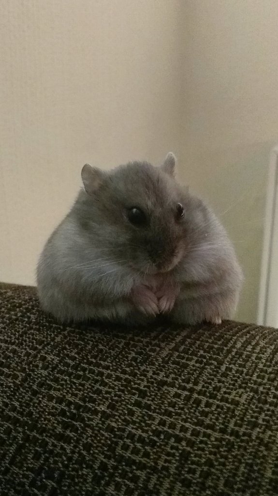 HamSesame's tweet photo. Feelin cozy 🧖 

#sesamethelilham #hamsters #hamster #pethamster #cuteness #CutenessOverload #pets #仓鼠 https://t.co/3KYAJ1ddaI