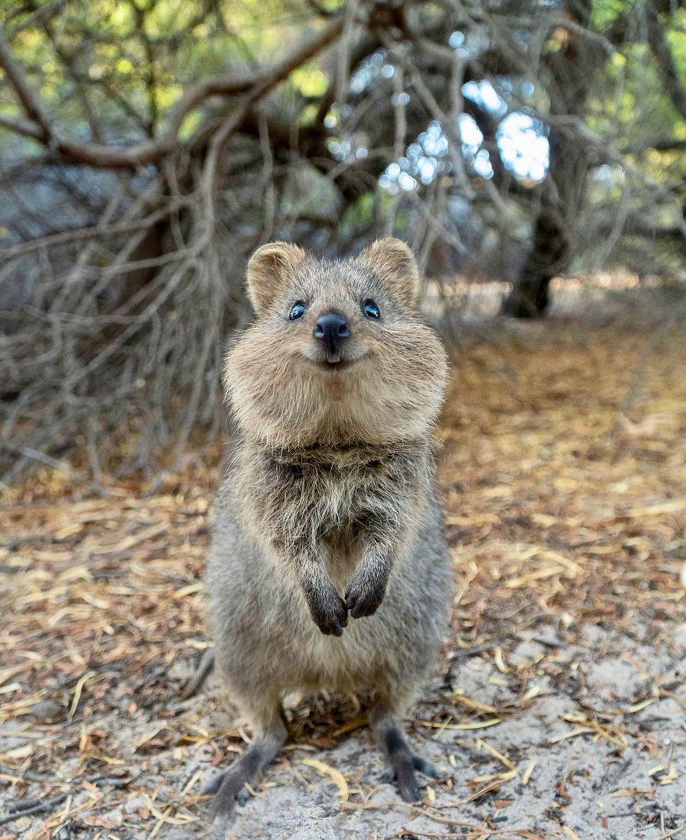 Australia on Twitter: Australia on Twitter: