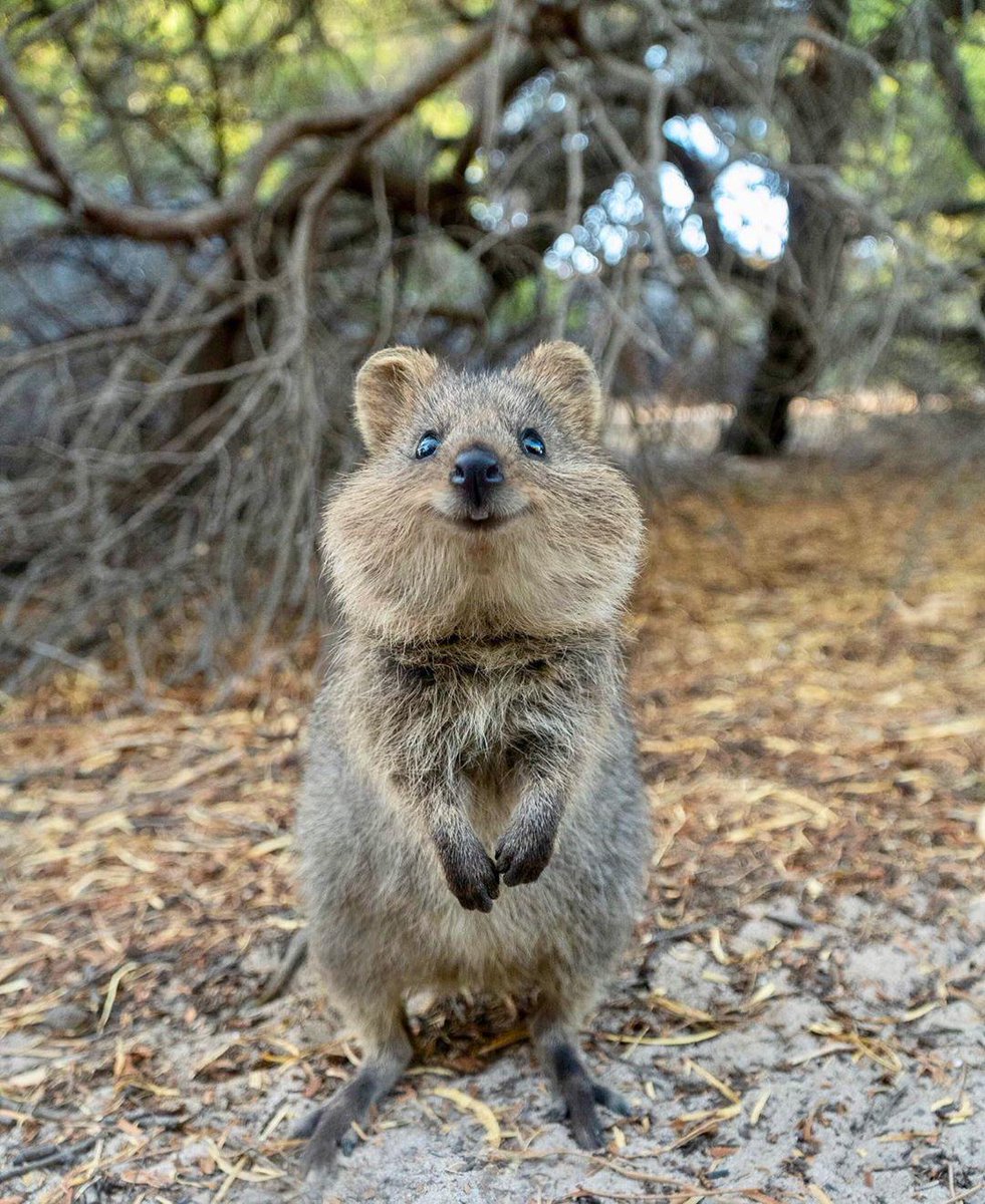 Image result for quokka