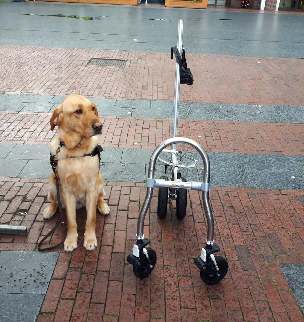 KeesTingeling's tweet photo. Als je nou mag kiezen.... loop je dan liever met een #geleidehond of met de #dogsim ππ? @KNGFGeleidehond @marktAmstelveen https://t.co/pQk3PuHtfn