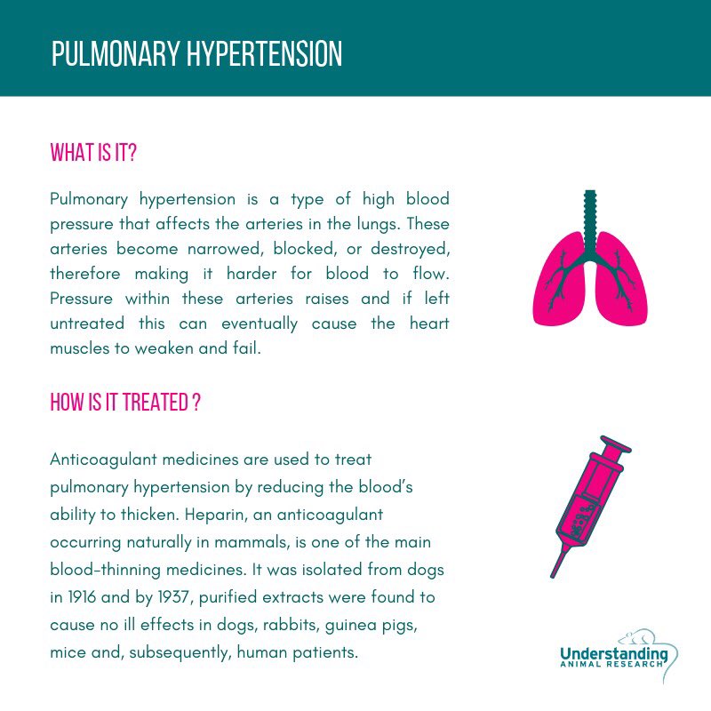 animalresearch's tweet photo. Fun fact: a number of animals including dogs, rabbits and guinea pigs were used to develop anti-coagulants! #animalresearch #BreathEasyWeek #pulmonaryhypertension https://t.co/q6QEhtXYaC
