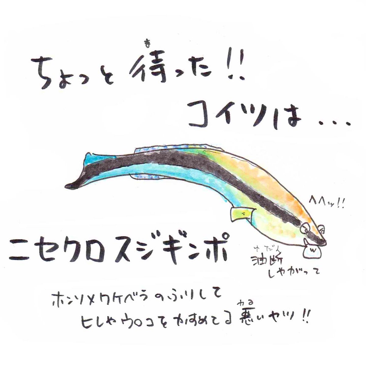 [いきものレッスン?]
今週のテーマ『海のお掃除屋さん』
#ホンソメワケベラ は海の人気者?✨

宿題レッスン☑︎
「海の中の掃除屋さんめではないのはどれ?
①シャコ
②ヒトデ
③ツメタガイ

3択!答えが分かったら回答してね???‍♂️#うおにい
https://t.co/0h9wuyuu49 