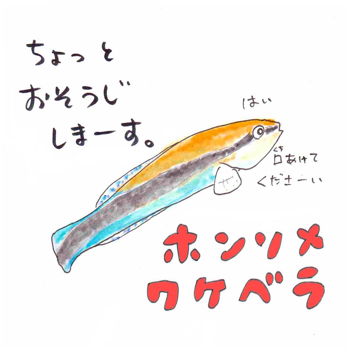 [いきものレッスン?]
今週のテーマ『海のお掃除屋さん』
#ホンソメワケベラ は海の人気者?✨

宿題レッスン☑︎
「海の中の掃除屋さんめではないのはどれ?
①シャコ
②ヒトデ
③ツメタガイ

3択!答えが分かったら回答してね???‍♂️#うおにい
https://t.co/0h9wuyuu49 