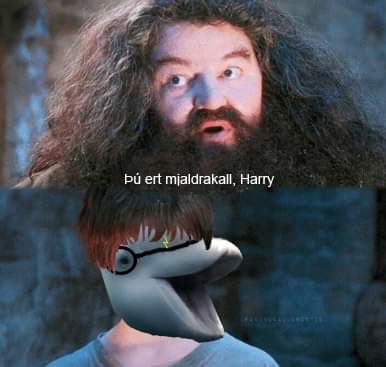 Litla Hvít (@hvitlitla) on Twitter photo 