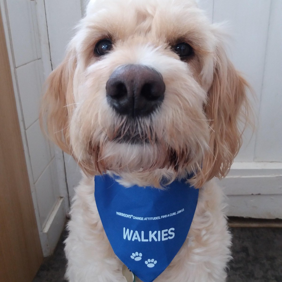 ParkinsonsUK's tweet photo. A special team member has been absolutely pawesome today! Lots of staff encouragement and a pawsitive effort in raising #Parkinsons awareness #BringYourDogToWorkDay 🐶 🐾 https://t.co/wT4fKwxRcR