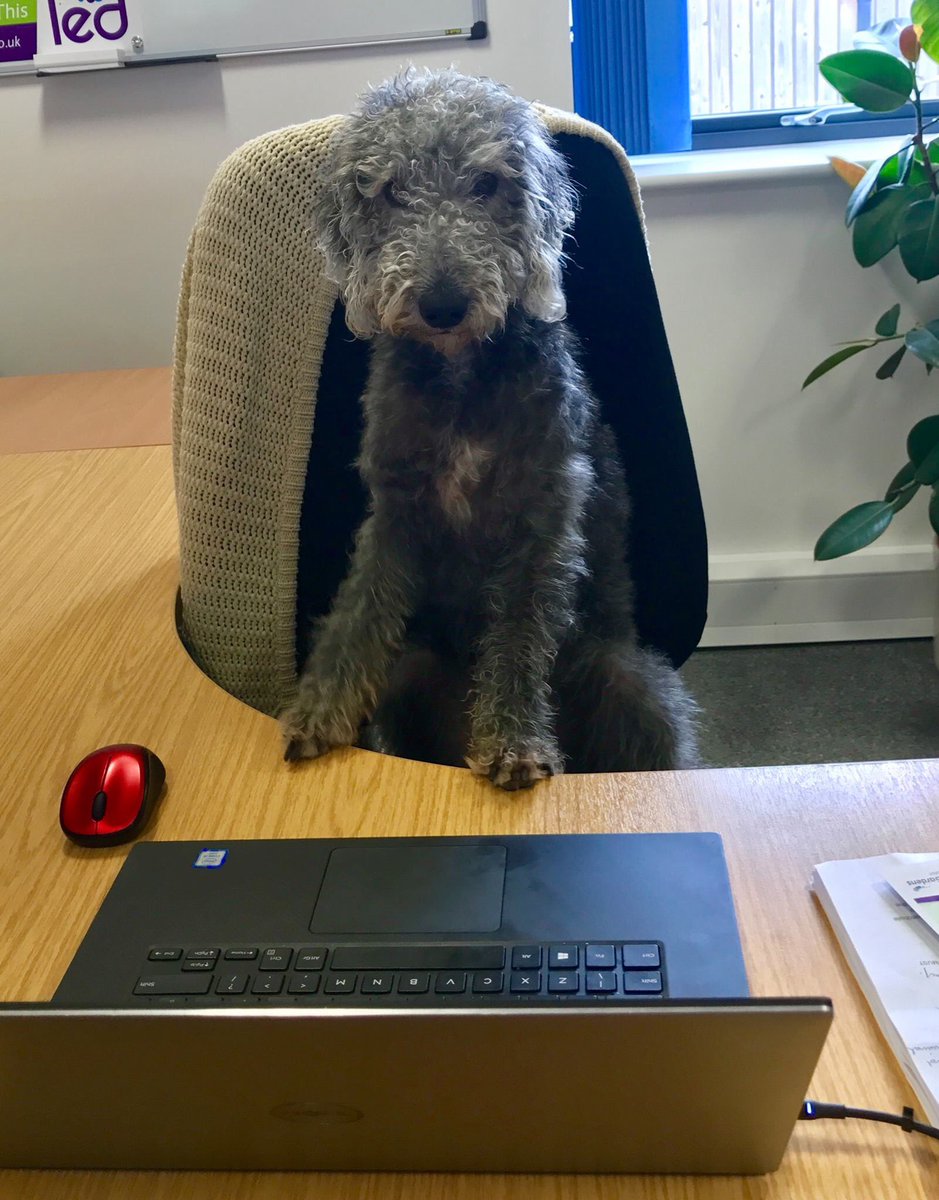 GeorgieDonnell6's tweet photo. @DonkeySanctuary Love this! Same here at head office @LEDleisure https://t.co/JEWbdTTJQB