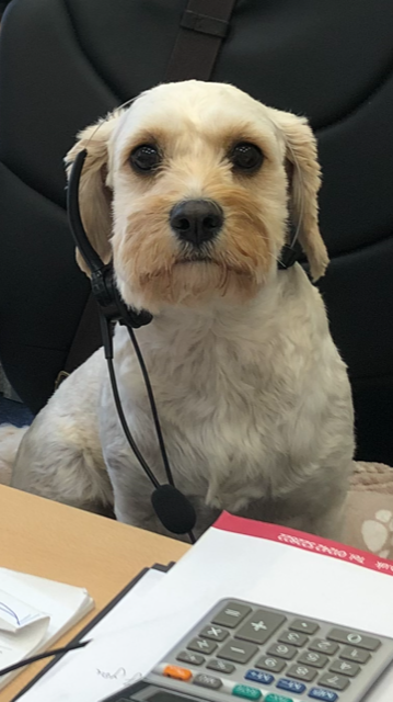 Alfie's busy catching up with clients at the moment, no need to paws for thought when he's on call! #bringyourdogtoworkday #BringYourDogToWork