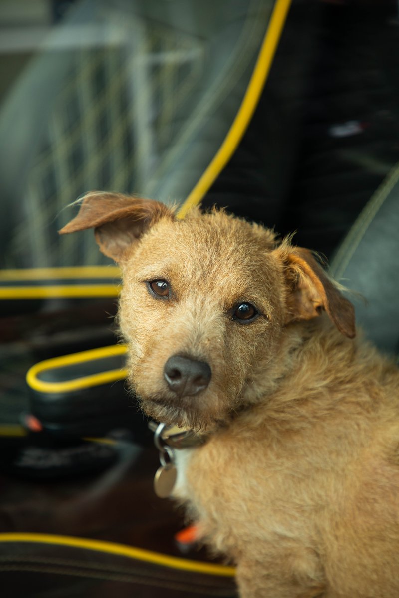 PiNk91Kris's tweet image. The only other van essential - aside from #VanVault - is Eddie. He&apos;s always on time and is great at bringing your tools from the van. 
Watch him star in our campaign video here: #BringYourDogToWorkDay #ToolSecurity #Tradesman #VanSecurity #Storage #Toolbox