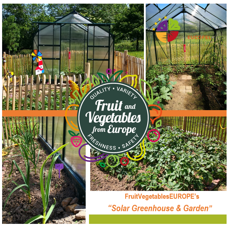 FruitvegEUROPE's tweet photo. 📣📸Today we have some pictures from @FruitvegEUROPE #SolarGreenhouse &amp; #Garden!!

📝This year we are growing: 🍅🥒🌶️🍆🥦🥔🍓🍈🍉🍇
and also 🍎🍐‼️

🗨️We whish you a happy🌞⛱️weekend 🌻🌼!!!

We ❤️🧡💚🇪🇺#Agriculture 

#EnjoyEatingEU @CuTEUfruitveg @FruitvegEUROPE https://t.co/U2i4EyUmYq