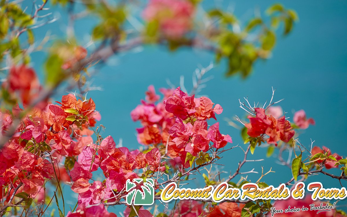 Didn't really need a caption for this.  The colour contrast is just so lovely.  #barbados #sea #bougainvillea #nature #naturalcontrast #flowers