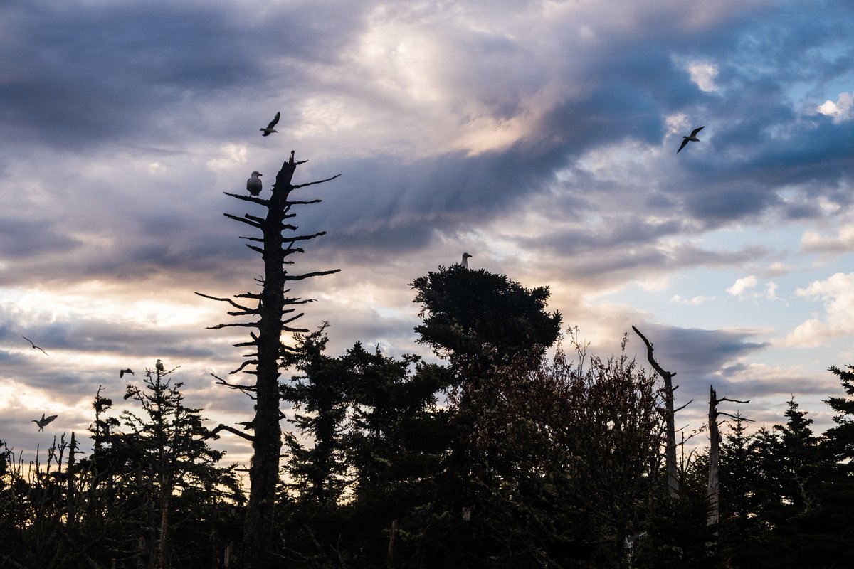 Take a glimpse into the secret life of seabirds in this blog recap of our amazing Bon Portage Island stewardship excursion! Read here: tinyurl.com/y4h4qmvh (Photo: Jane Oram) #blog #conservation #novascotia #nature #seabirds #islandconservation