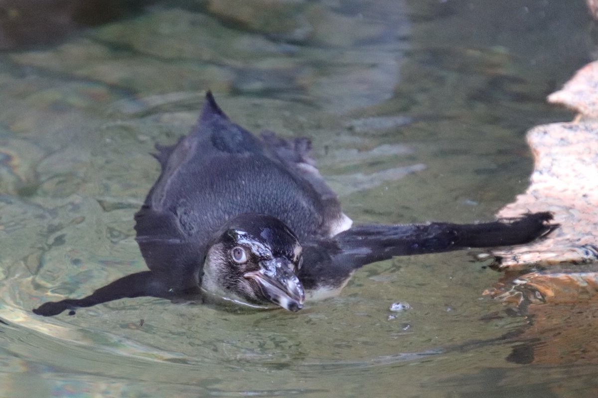 目力強し
#江戸川区自然動物園 #行船公園
#フンボルトペンギン