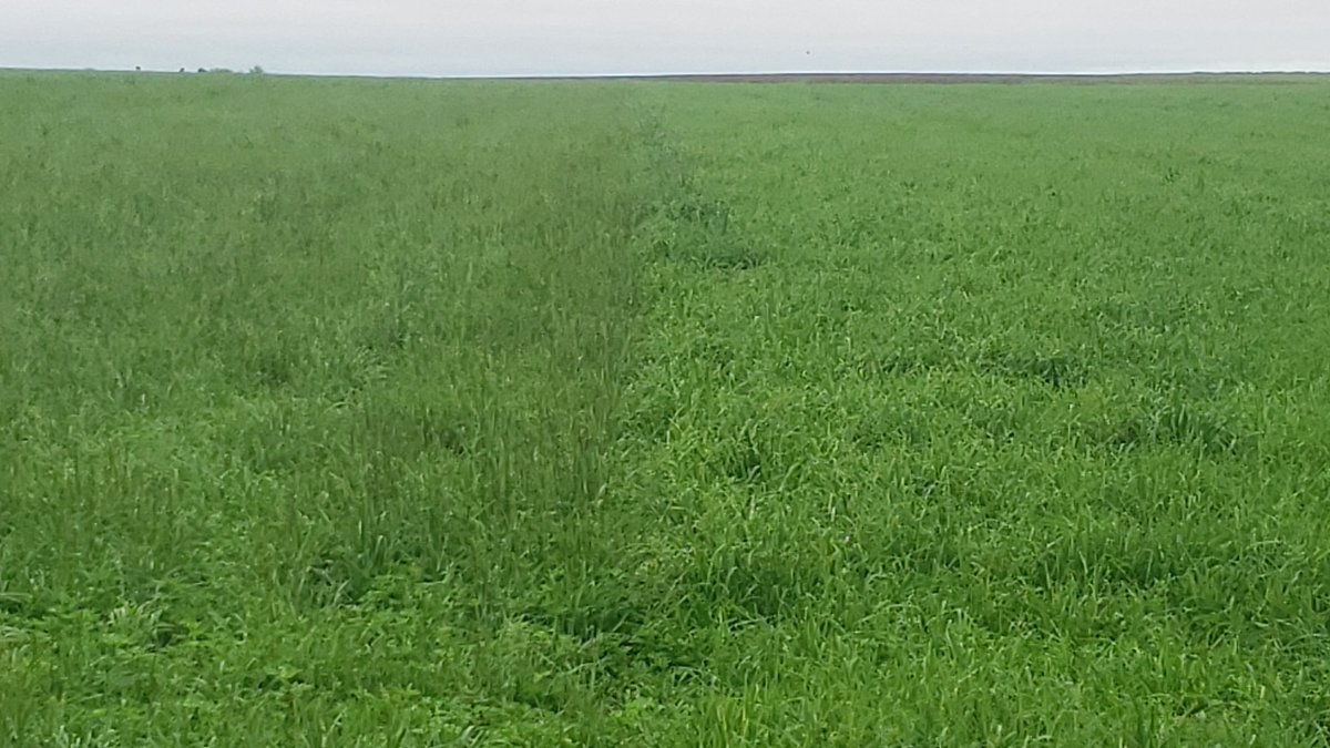 sunnypointfarm's tweet image. 2nd cut Tall fescue on the left 2nd cut orchard grass on the right ,Tall Fescue tillers are heading out 14 days after mowing..... orchard isn't.... orchard for the win!