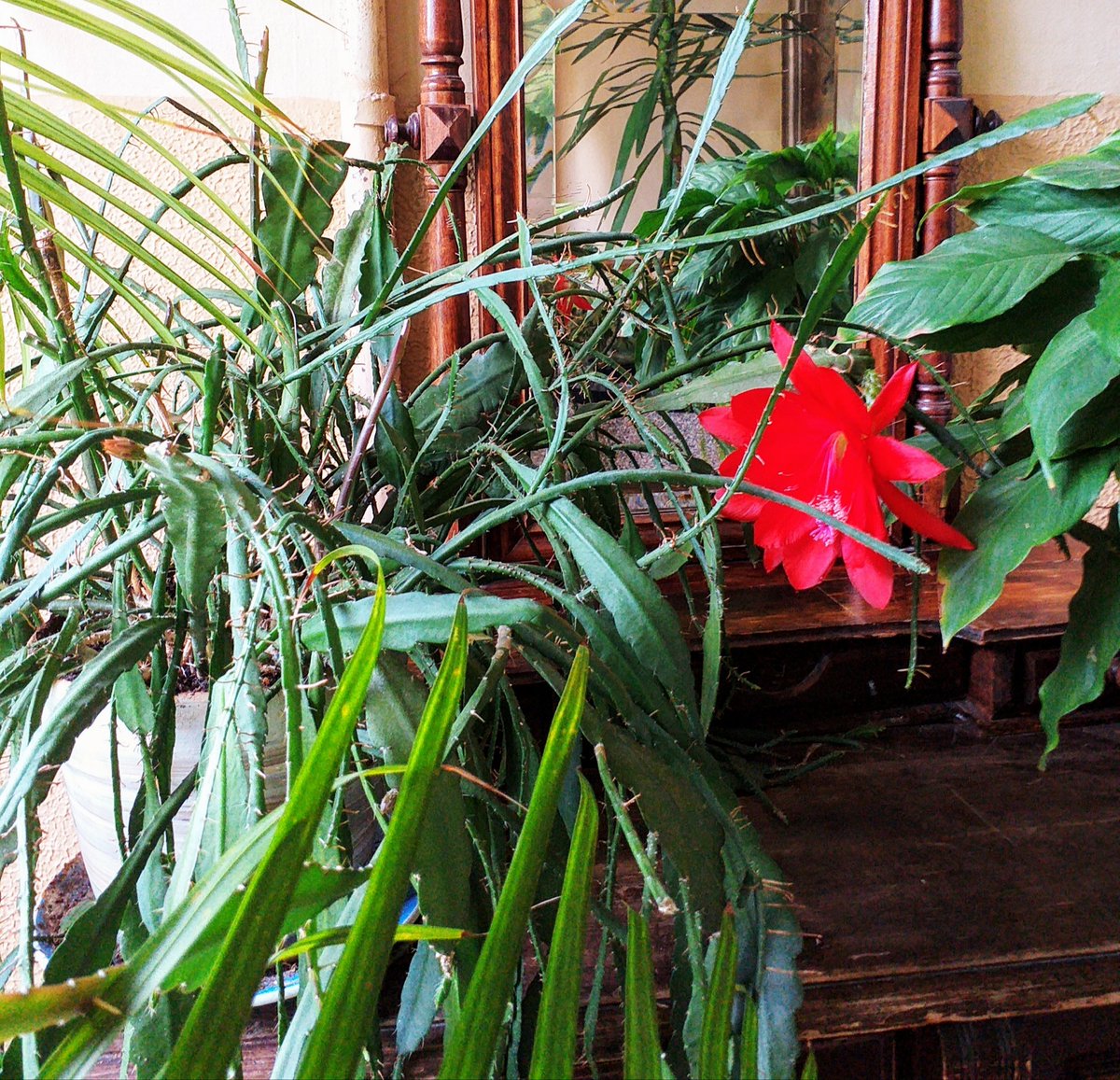 Re, kas uzziedējis uz saulgriežiem! Ziedot reti, naktī un ziemā. Kinostudija vēl pārsteigumiem bagātus svētkus! Līgo!