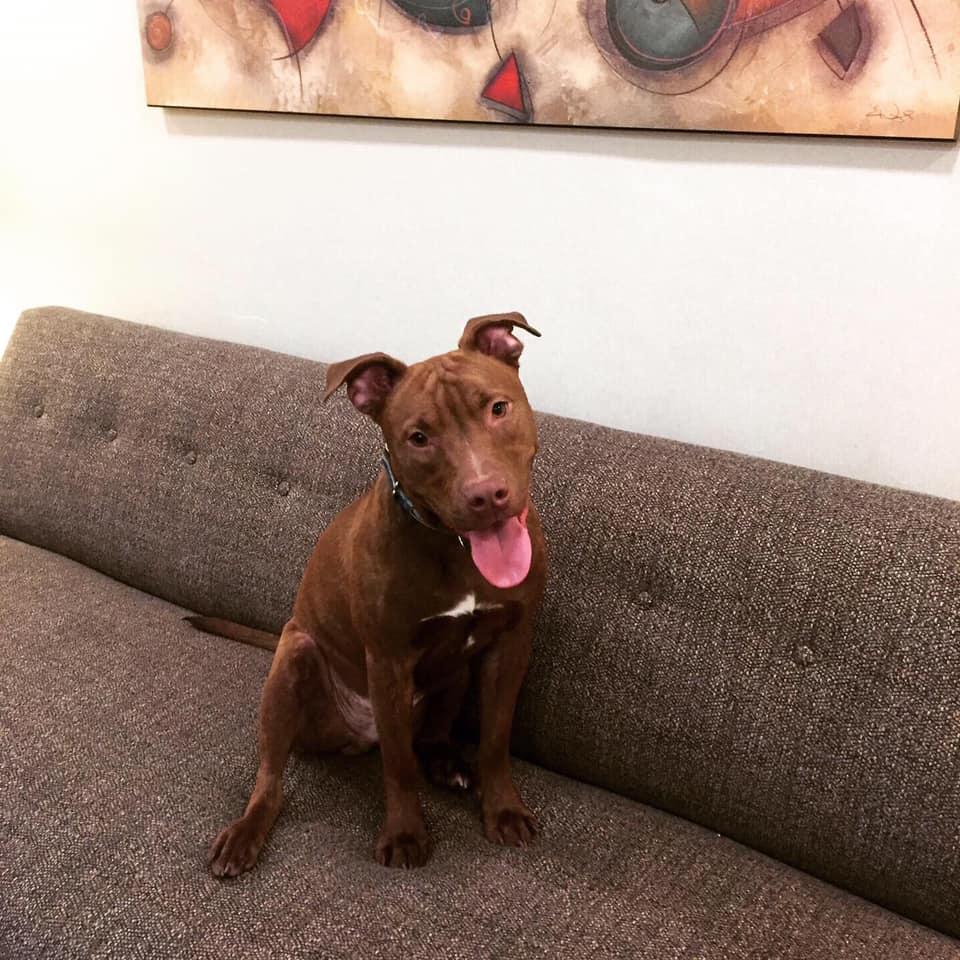 Our King Group mascots on #takeyourdogtoworkday Great end to the week! #rescueismyfavoritebreed #realestate #fridayfeeling #workingdogs #thekinggroup