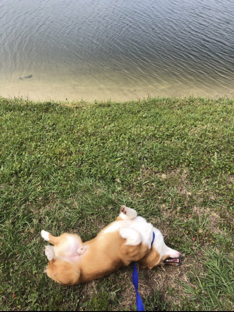 TheCorgiCheddar's tweet image. One of those lay by the water and listen to @JohnMayer kind of days.. Am I right ladies? #Cheddar