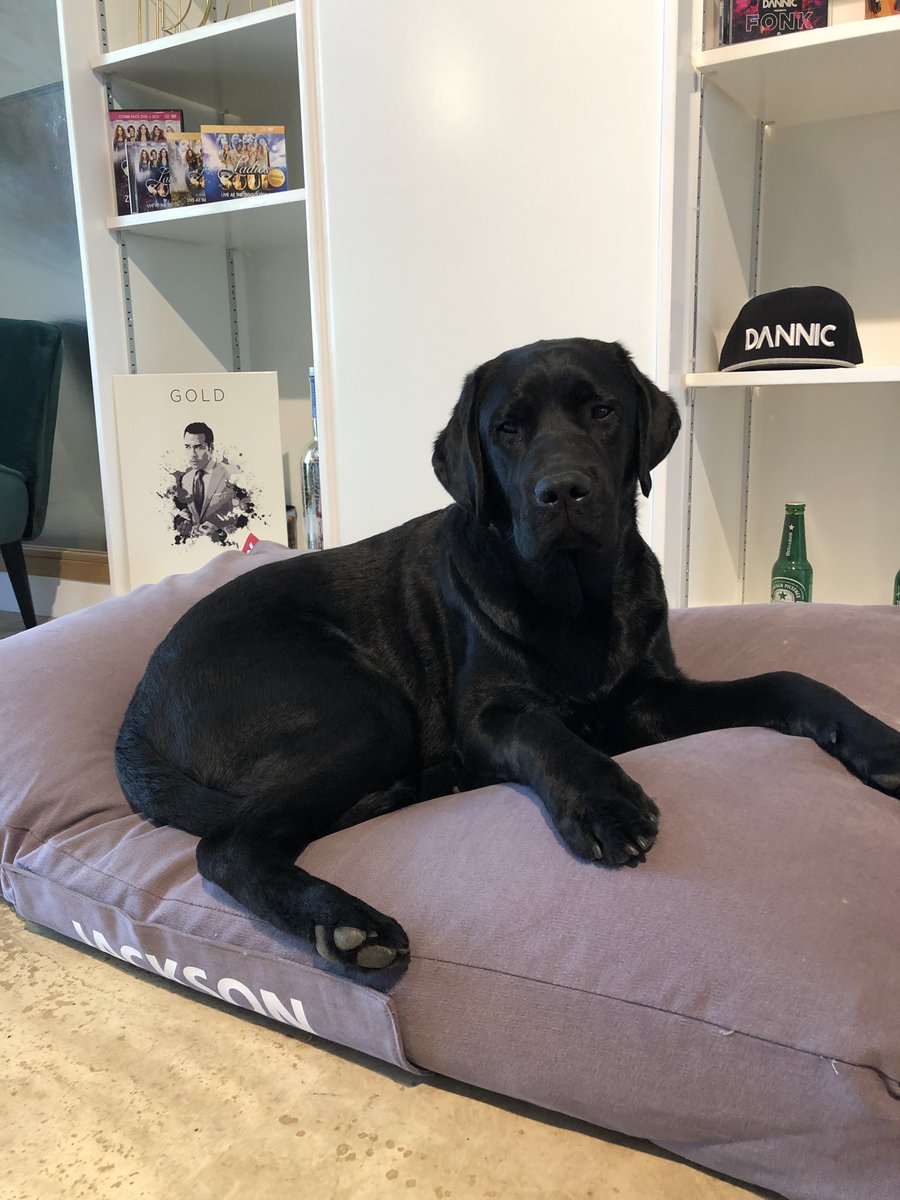 devotedmgmt's tweet photo. Vandaag is het internationale ‘Neem je hond mee naar het werk’-dag. En daar maken wij natuurlijk maar al te graag gebruik van! Dus vandaag is Jackson gezellig mee naar het kantoor gekomen🐶 https://t.co/XLfKwa9O5w
