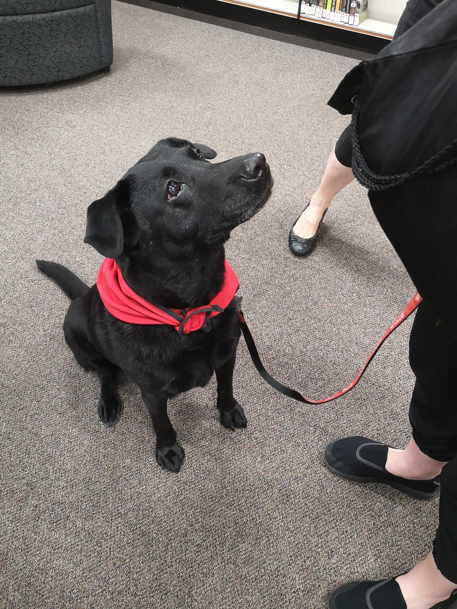 BCentralLibrary's tweet photo. We were spoiled with 5 dogs this morning at #BarkBreak! @BCentralSchool @JanetJJardine @SJAOntario https://t.co/29KM0c1dmf