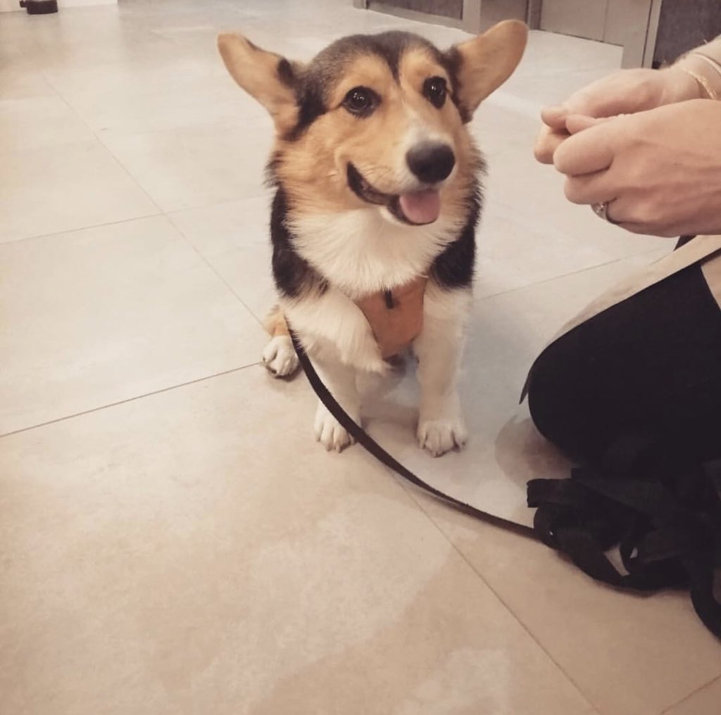 Everyday is #BringYourDogToWorkDay at the space! 
.
Here’s a few of our favourites🐶