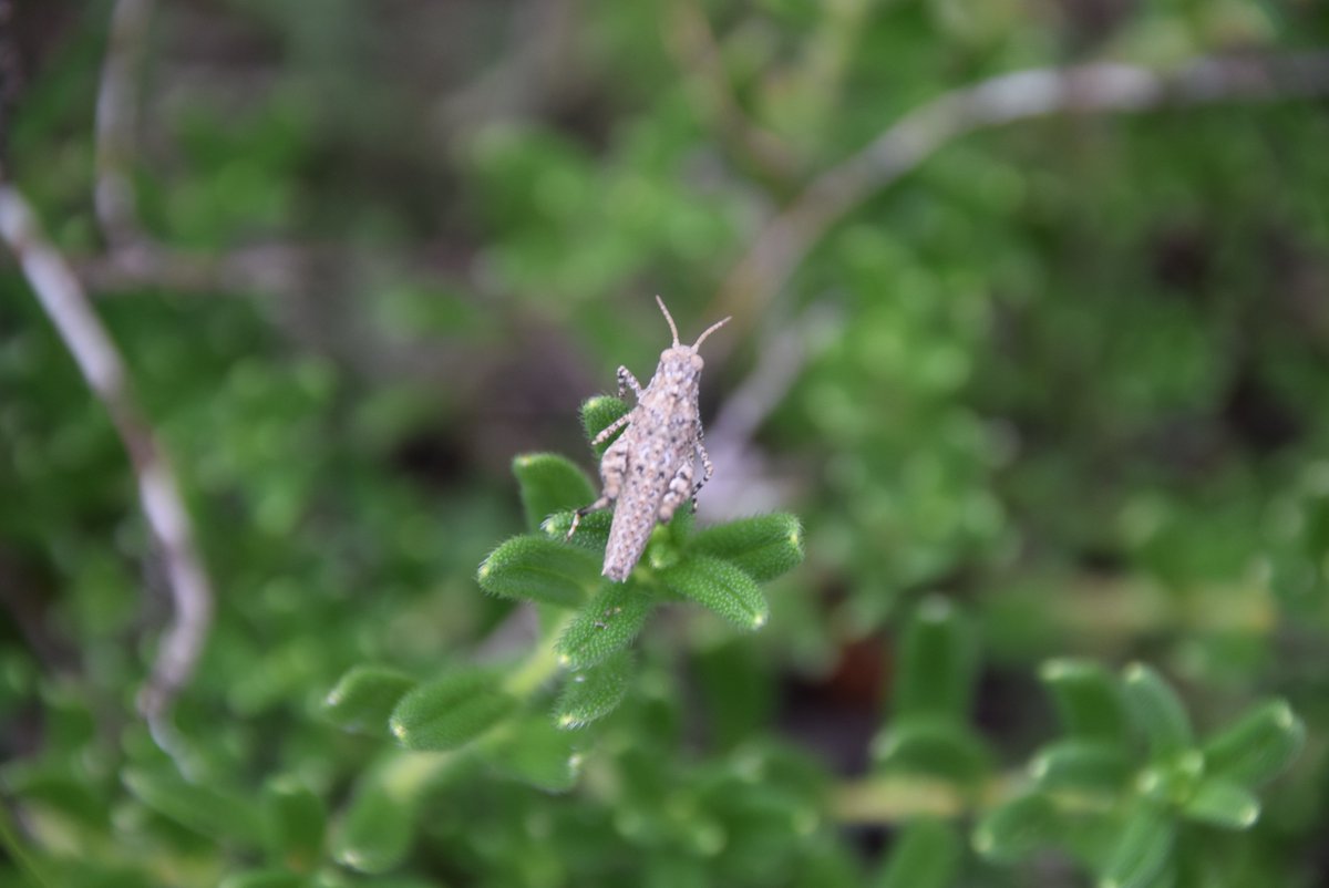 KathleenGalarza's tweet photo. Have a safe #musical weekend, my friend @IssaGuitar! #insects #birds #backyard #garden #buejay #wren #lavender #MotherNature #photographs #SummerSolstice2019 https://t.co/rciTSGoyIZ