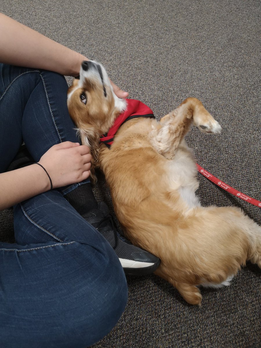 BCentralLibrary's tweet photo. We were spoiled with 5 dogs this morning at #BarkBreak! @BCentralSchool @JanetJJardine @SJAOntario https://t.co/29KM0c1dmf