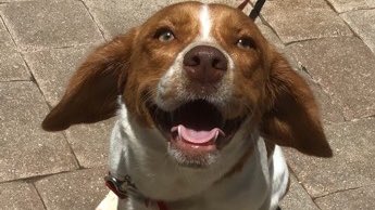 BeagleRescue's tweet photo. All the lovely ladies! So cute, all adoptable. Give them a new home? https://t.co/UDrcL3dA8e https://t.co/gtlQxP33jJ