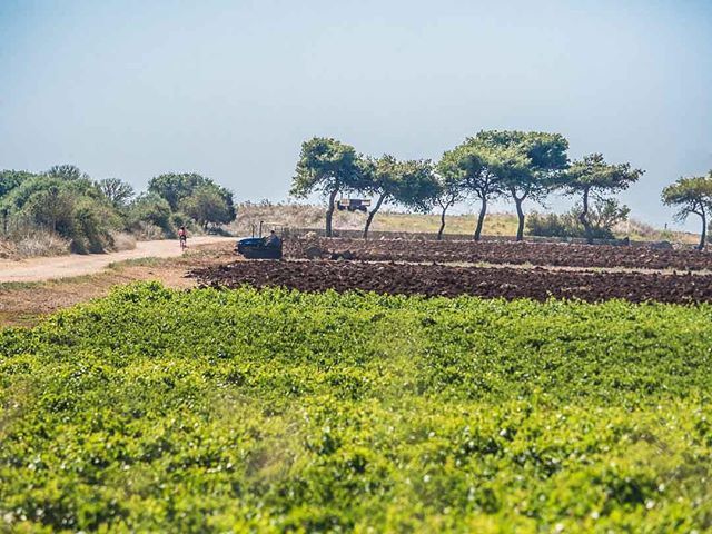 MikeHowarth's tweet image. South of beautiful Lecce our ride traces the rugged coastline. As the days grow warmer and stickier a heat haze rises off the land. Olive groves give way to vineyards. Some packed with grapes, ripe and ready to bear fruit destined for Puglia's famous ric… bit.ly/2Y9tIpm