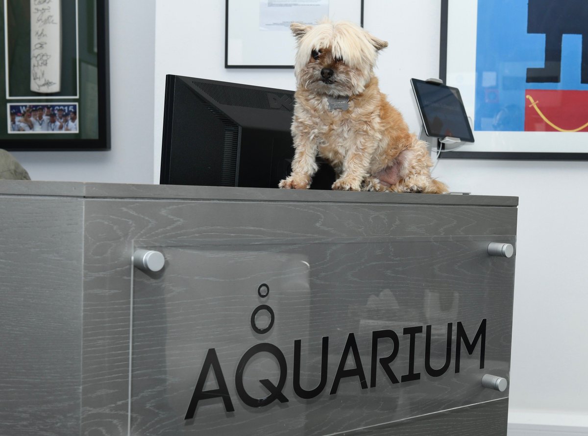 AquariumLtd's tweet photo. And here are some more images from our #Hale based Headquarters near #Manchester #BYDTWD #BringYourDogToWorkDay #BringYourDogToWork https://t.co/SILU3xXGKn