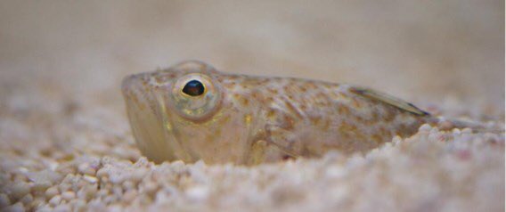 Dries_Willems's tweet photo. Meet the lesser weever. This innocent looking fellow is actually quite venomous. It likes warmer water and the #SeaWatchers, that scout the shores of #Flanders armed with nets, are now finding more and more of them. #VLIZ #Pieterman #ClimateChange https://t.co/BU96q6uc8f https://t.co/LPwvHwxtMo