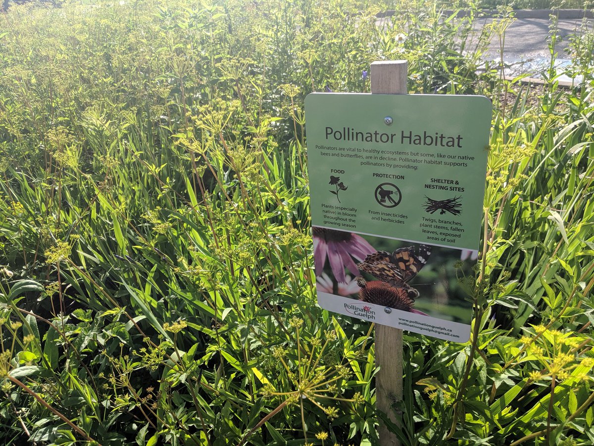 cityofguelph's tweet photo. Guelph #Green Energy &amp; Technology Centre opens today! Look at all this green stuff already! #pollonatorgarden #solar #ev #microgrid #renewableenergy #climatechange Congratulations @guelphhydro @alectranews @ourenergyguelph https://t.co/C42uyiOfLj