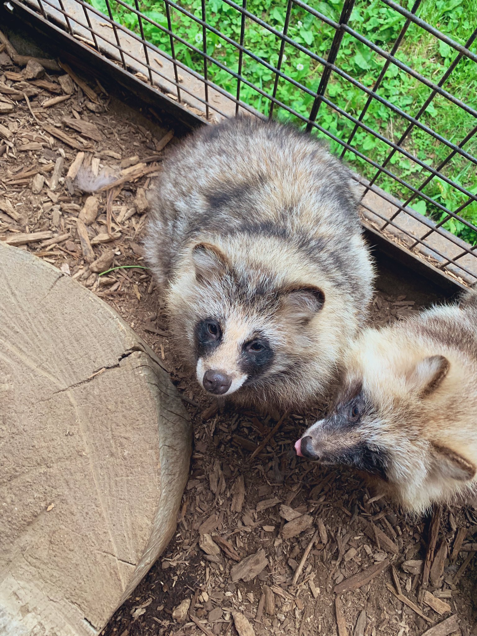 おびひろ動物園（旧アカウントアーカイブ） on X: 